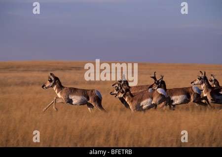 Pronghorn (Antilocapra americana), Badlands National Park, South Dakota, USA Banque D'Images