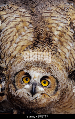 Grand-duc d'Amérique (Bubo virginianus) jeune en position défensive, Saskatchewan, Canada Banque D'Images