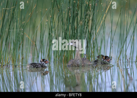 Le grèbe à bec bigarré (Podilymbus podiceps) des profils et les poussins près de Le parc national des Prairies, en Saskatchewan, Canada Banque D'Images