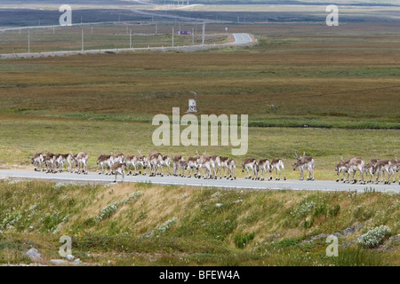 Troupeau de caribous des bois (Rangifer tarandus) le long de la route près de St. Shott's, péninsule d'Avalon, Terre-Neuve, Canada Banque D'Images