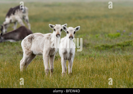 Caribou des bois (Rangifer tarandus) veaux près de St. Shott's, péninsule d'Avalon, Terre-Neuve, Canada Banque D'Images