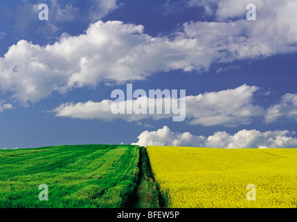 Les champs d'orge et de canola en fleurs, Tiger Hills, Manitoba, Canada Banque D'Images