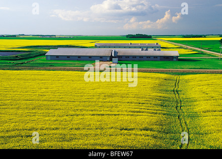 Des champs de colza en fleurs avec des porcheries dans le fond près de Niverville, au Manitoba, Canada Banque D'Images