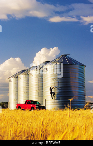 Un agriculteur vérifie son grain bacs de stockage situé en face d'une récolte mûre du blé d'hiver près de Carey, Manitoba, Canada Banque D'Images