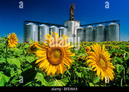 Tournesol (Helianthus annuus) champ et grain intérieur près de Winnipeg, Manitoba, Canada Banque D'Images