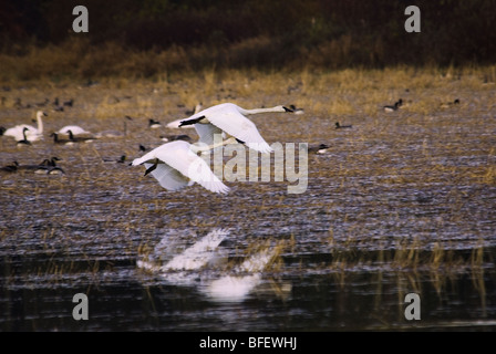 Une paire de Cygnes trompettes (Cygnus buccinator) prise de vol au-dessus d'un étang, l'île de Vancouver, Colombie-Britannique, Canada Banque D'Images