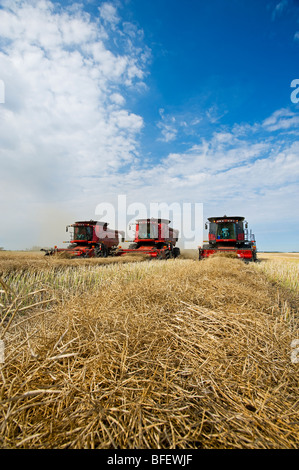 Trois moissonneuses-batteuses travaillent dans un champ de canola près de Dugald (Manitoba), Canada Banque D'Images