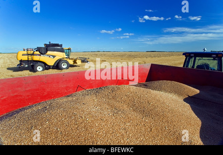 Un wagon chargé de céréales avec le blé de printemps et d'une moissonneuse-batteuse dans le fond près de Dugald (Manitoba), Canada Banque D'Images