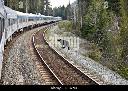 L'ours noir (Ursus americanus) debout à côté de la voie de chemin de fer et de train en mouvement en Colombie-Britannique, Canada Banque D'Images