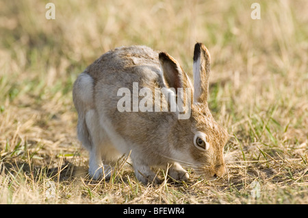 De Townsend (Lepus townsendii) mange de l'herbe au début du printemps, de la Saskatchewan, Canada Banque D'Images