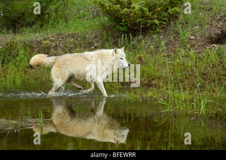 Le loup (Canis lupus) trotte le long du bord de l'étang en été, Montana, USA Banque D'Images