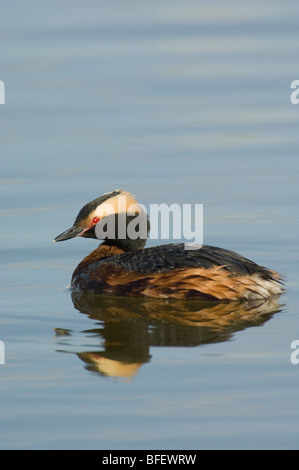 Grèbe esclavon (Podiceps auritus) natation, Saskatchewan, Canada Banque D'Images