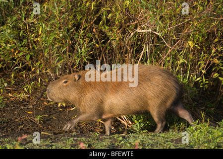 Capybara (Hydrochoerus hydrochaeris) Laguna Negra, Rocha, Uruguay, Amérique du Sud Banque D'Images