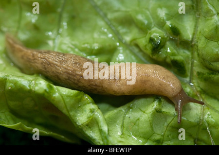 Limace grise (Deroceras reticulatum) sur feuille de laitue dans un jardin, Saskatchewan, Canada Banque D'Images