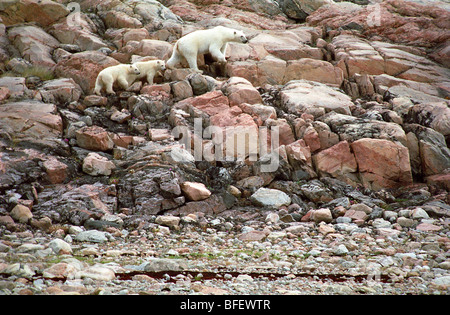 L'ours polaire et louveteaux (Ursus maritimus), le parc national Ukkusiksalik, la baie Wager, Nunavut, Canada Banque D'Images