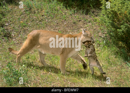 Femme Cougar (Puma concolor) porte ses 5 semaines chaton, Montana, USA Banque D'Images