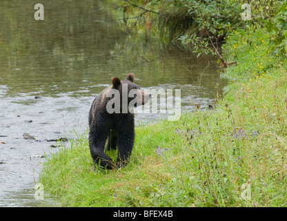 Ours grizzli (Ursus arctos horribilis) Mineur. Normalement, un animal solitaire mais dans les zones côtières aux côtés de grizzly rassemble st Banque D'Images