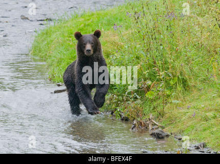 Ours grizzli (Ursus arctos horribilis) Juvenile en cours d'exécution. Normalement, un animal solitaire mais en zones côtières grizzly rassemble alon Banque D'Images