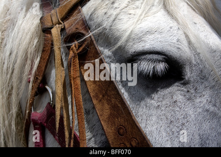 gros plan de cheval Banque D'Images