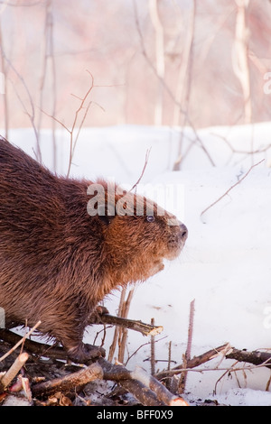 Castor (Castor canadensis) et récemment rongés branches en hiver, la vallée de la rivière d'Edmonton, Edmonton, Alberta. Banque D'Images