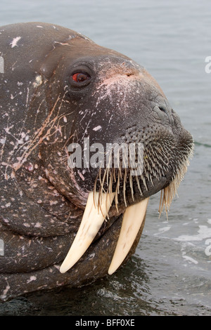 Mâle adulte morse (Odobenus rosmarus rosmarus), archipel du Svalbard, Norvège Banque D'Images