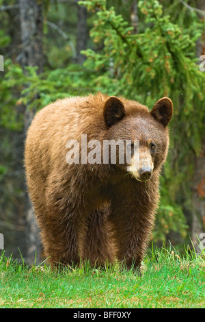 Américain de couleur cannelle l'ours noir (Ursus americanus), montagnes Rocheuses, l'ouest de l'Alberta, Canada Banque D'Images