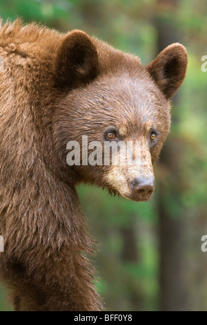 Américain de couleur cannelle l'ours noir (Ursus americanus) pâturage sur l'herbe et la route de l'ouest des montagnes Rocheuses horestails Albe Banque D'Images