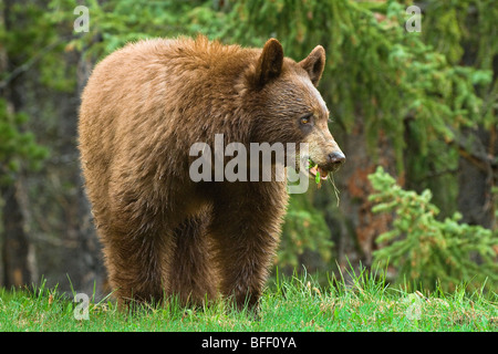 Américain de couleur cannelle l'ours noir (Ursus americanus) pâturage sur l'herbe et la route de l'ouest des montagnes Rocheuses horestails Albe Banque D'Images