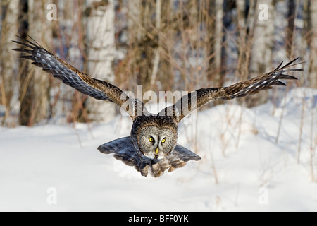 La chasse la chouette lapone (Strix nebulosa), la forêt boréale, dans le nord de l'Alberta, Canada Banque D'Images