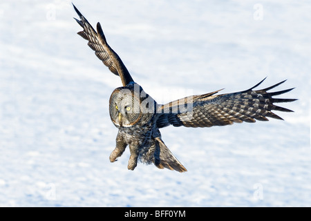 La chasse la chouette lapone (Strix nebulosa), la forêt boréale, dans le nord de l'Alberta, Canada Banque D'Images