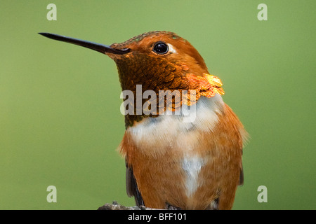 Mâle adulte (le colibri Selasphorus rufus), des montagnes Rocheuses, le Parc National de Jasper, l'ouest de l'Alberta, Canada Banque D'Images