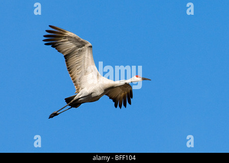 Des profils de grues du Canada (Grus americana), le centre de la Floride, États-Unis. Banque D'Images