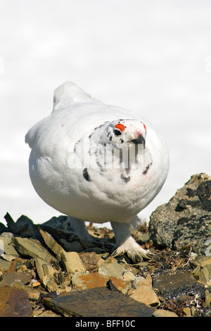 Mâle adulte, le lagopède à queue blanche (Lagopus leucurus) à la fin du printemps, le plumage nord des Montagnes Rocheuses, Alberta Banque D'Images