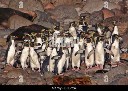 Le nord de Rockhopper Penguin Group, Eudyptes moseleyi, endémique, en voie de disparition, l'île Gough, Sud de l'océan Atlantique. Banque D'Images