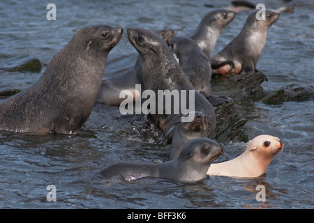 Leucistic de bébés phoques à fourrure antarctique, Arctocephalus gazella, Géorgie du Sud, Sud de l'océan Atlantique. Banque D'Images