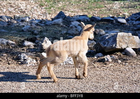 Aoudad aka le mouflon à manchettes (Ammotragus lervia) Pour enfants Banque D'Images