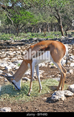 Le Springbok (Antidorcas marsupialis) Banque D'Images