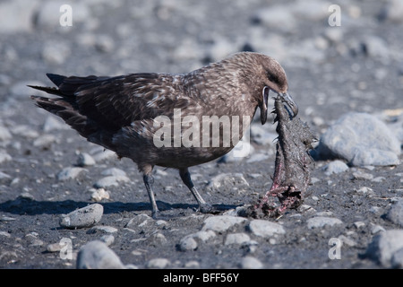 Skua subantarctique, Stercorarius antarcticus, se nourrir de la carcasse, la plaine de Salisbury, la Géorgie du Sud, Sud de l'océan Atlantique. Banque D'Images