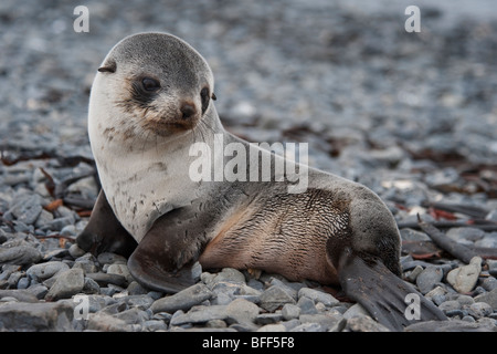 Bébé Phoque à fourrure antarctique, Arctocephalus gazella, portrait, la Géorgie du Sud, Sud de l'océan Atlantique. Banque D'Images