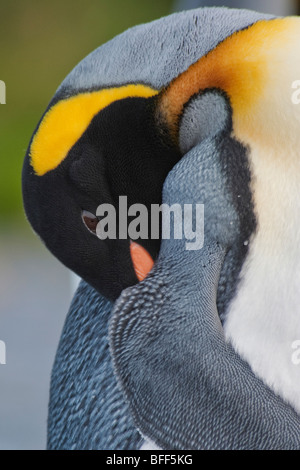 Manchot royal Aptenodytes patagonicus,, portrait, la Géorgie du Sud, Sud de l'océan Atlantique. Banque D'Images