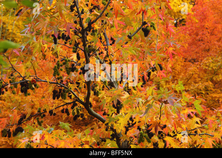 Sweet gum tree passe au rouge en automne Liquidambar styraciflua Banque D'Images