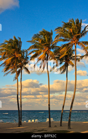 De hauts palmiers sur une plage Cubaine, coucher du soleil Banque D'Images