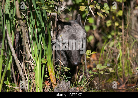 Le bois ou le loup gris sur le site de derrière certaines mauvaises herbes. Banque D'Images