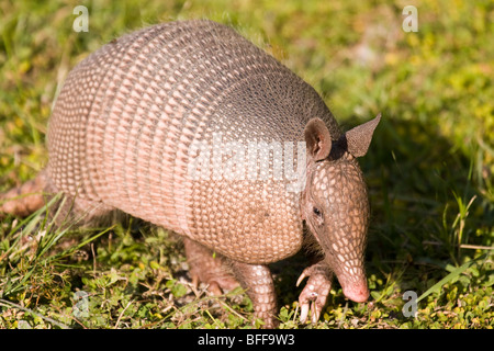 Tatou à neuf bandes en Floride dans l'herbe. Banque D'Images