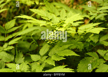 Rouge - frutt baneberry Actaea erythrocarpa. Banque D'Images