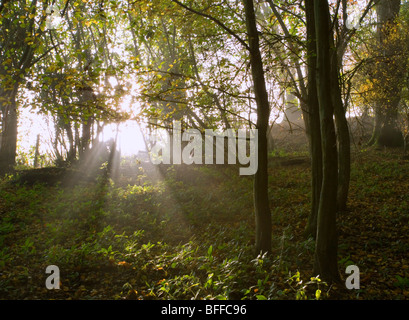 Rayons de soleil tôt le matin par le biais de streaming des branches d'arbre. Banque D'Images