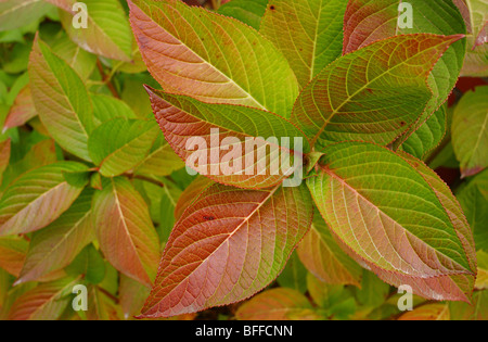 L'Hydrangea feuilles fleurs passe au rouge en automne Banque D'Images