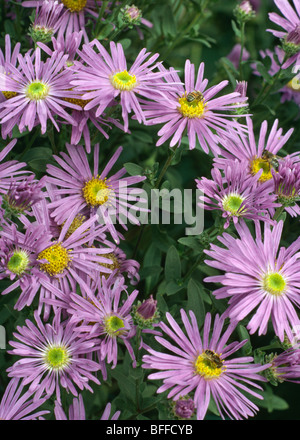 Close-up of michaelmas mauve daisies Banque D'Images