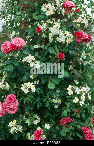 Close-up of white rosier grimpant avec double rose rose Banque D'Images