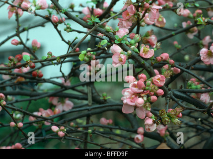 Close up of pink japonica floraison Banque D'Images